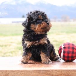 Brianna - Black female Miniature American Shepherd puppy in Hamilton, Montana from North Lake Aussies
