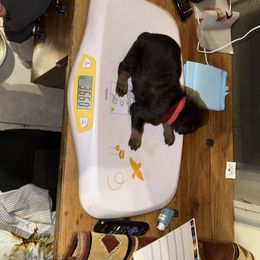 Rottweiler Puppies from Von Locher Rotties