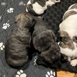 French Bulldog Puppies from Pony Rock Farm