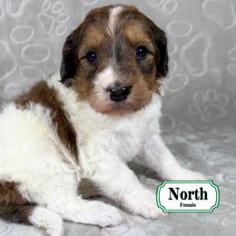 North - Sable female Bernedoodle puppy in Milan, Indiana from Doodles & Spice