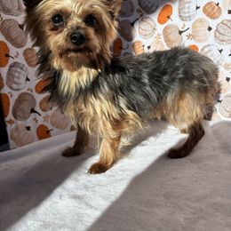 Yorkshire Terrier puppies from Happy Hounds and More🐾