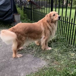 Poppy - Golden Retriever