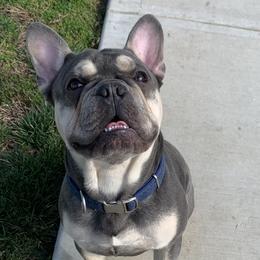 Guapo - French Bulldog