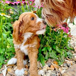 Goldendoodle Puppies from Halo Doodles