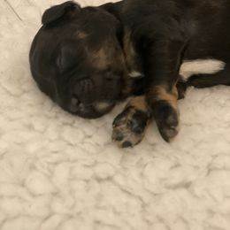 Aussiedoodle and Cockapoo Puppies from Dare to Doodle