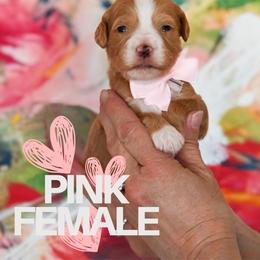Light Pink - Apricot female Goldendoodle puppy in Platteville, Wisconsin from Beck Kennel