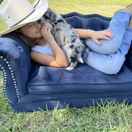 Aussiedoodle and Miniature Australian Shepherd Puppies from Biggie Ranch