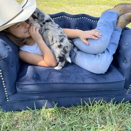 Aussiedoodle and Miniature Australian Shepherd Puppies from Biggie Ranch