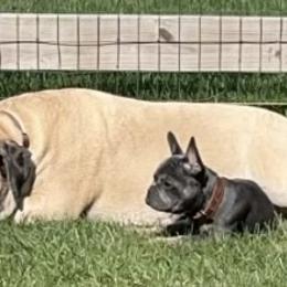 French Bulldog Puppies from The Frenchie Ravine Connection LLC