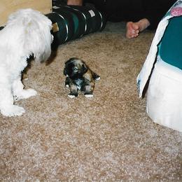 Shih Tzu Puppies from Shih Tzu Dreams Come True