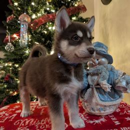 AKC Axel - Red and white male Siberian Husky puppy in Cedarville, Ohio from Evereve Kennels