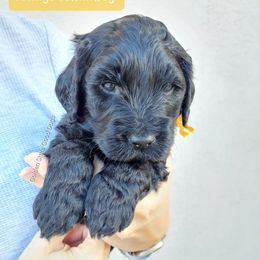 Goldendoodle and Poodle Puppies from Golden State Good Dogs