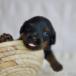 Autumn - Phantom male Bernedoodle puppy in Queen Creek, Arizona from Dulcito Doodles