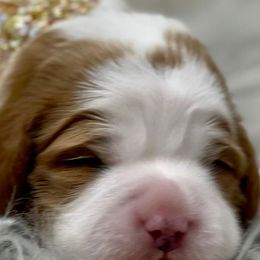 Cavapoos, Goldendoodles, and Poodles from Montana’s Best Doodles