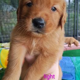 Light Purple - Dark golden female Golden Retriever puppy in Davisboro, Georgia from Ginger Snap Golden Retrievers