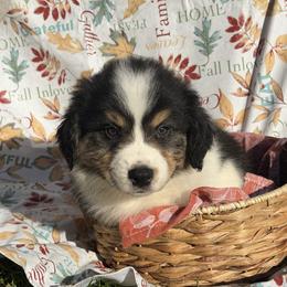 Rusty - Black tri-color male Australian Shepherd puppy in Corinna, Maine from Windfall Homestead