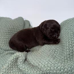 Girl 5 - Chocolate female Labrador Retriever puppy in Burton, Michigan from Sunbrooke Acres