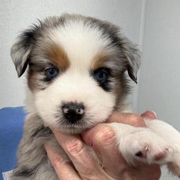 Whitley - Blue merle female Miniature Australian Shepherd puppy in Midway, Texas from L Bar W Aussie Ranch