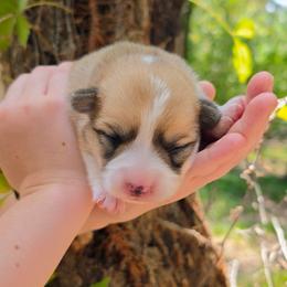 Freckles - Red female Pembroke Welsh Corgi puppy in Allen, Texas from Whitecreek Corgis