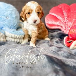 Starfish - Apricot female Goldendoodle puppy in Garden Grove, California from Sunkissed Doodles