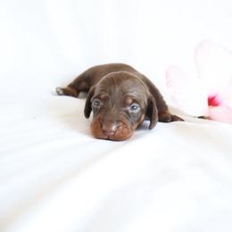 Ava - Chocolate female Dachshund puppy in Fredericksburg, Ohio from William's Dachshunds