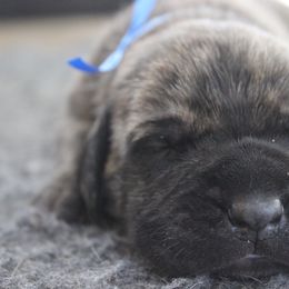 Mastiff Puppies from Fire Creek Mastiffs