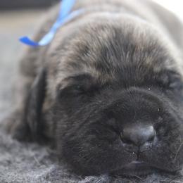 Mastiff Puppies from Fire Creek Mastiffs