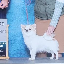 AKC Champion Mallory - Fawn and white female Chihuahua puppy in Newport, Maine from Pinewood Acres Chihuahuas