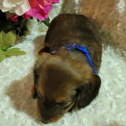 Dachshund Puppies from CLARK'S BREEDING PROGRAM