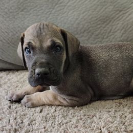 Kristoff - Fawn male Great Dane puppy in Marshall, Michigan from Dream K9