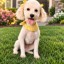 Juliet - Poodle