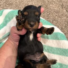Jupiter - Black and tan female Dachshund puppy in Delta, Utah from Dix n’ Dot Dachshunds