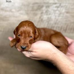Kylo - Red  male Goldendoodle puppy in Abilene, Texas from Mesquite Kennels