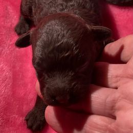 Mannie - Brown male Poodle puppy in Sarasota, Florida from Paradise Poodles