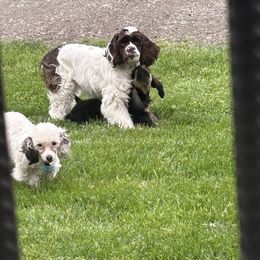 Cocker Spaniel Puppies from Cockers of Country Lane