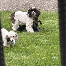 Cocker Spaniel Puppies from Cockers of Country Lane