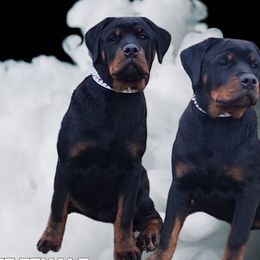 White female 🤍 - Black and tan Rottweiler puppy in Stanton, Tennessee from Bonnie and Clyde Rottweilers LLC