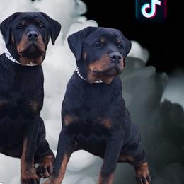 White female 🤍 - Black and tan Rottweiler puppy in Stanton, Tennessee from Bonnie and Clyde Rottweilers LLC