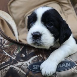 English Springer Spaniel Puppies from White Pine Springer Spaniels