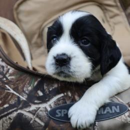 English Springer Spaniel Puppies from White Pine Springer Spaniels