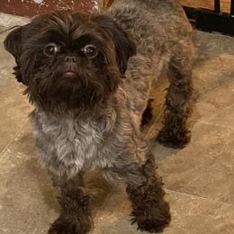 Prissy - Shih Tzu
