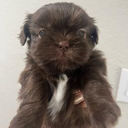 Shih Tzu Puppies from Hand Raised Shih Tzu’s
