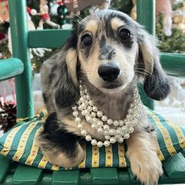 Maggie - Dachshund