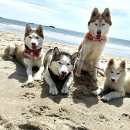 Siberian Husky Puppies from Young Orchard Siberians