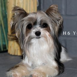 Tripp - Yorkshire Terrier