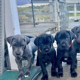 Great Danes from Creek Danes