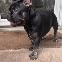 French Bulldog Puppies from King Fam Frenchies