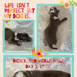 Diesel - Red merle male Australian Shepherd puppy in Marshall, Virginia from Greywood Farm Aussies