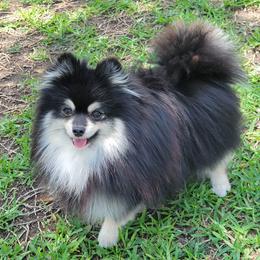 Samson - Pomeranian