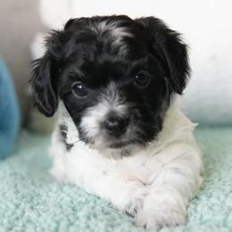 Sweetpea - Tri-color female Coton de Tulear puppy in Forney, Texas from Buttercup Cotons of Texas